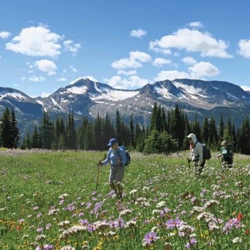 Hikers crossing a wildflower meadow with mountains behind them